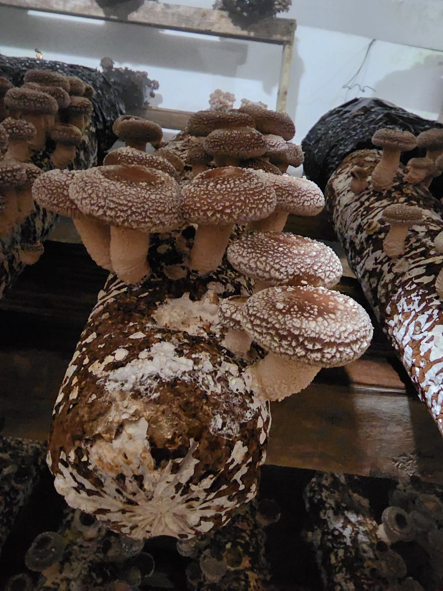 3lbs Fresh Shiitake Mushrooms