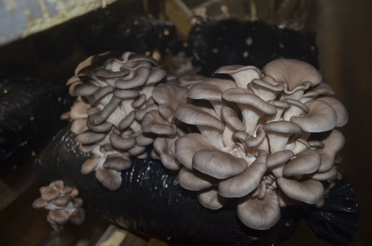 Fresh Oyster Mushrooms