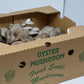 5lbs Fresh Oyster Mushrooms