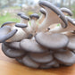 3lbs Fresh Oyster Mushroom