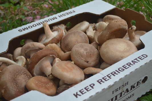 3lbs Fresh Shiitake Mushrooms