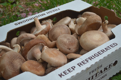 3lbs Fresh Shiitake Mushrooms