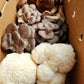 3 Mushroom Combo