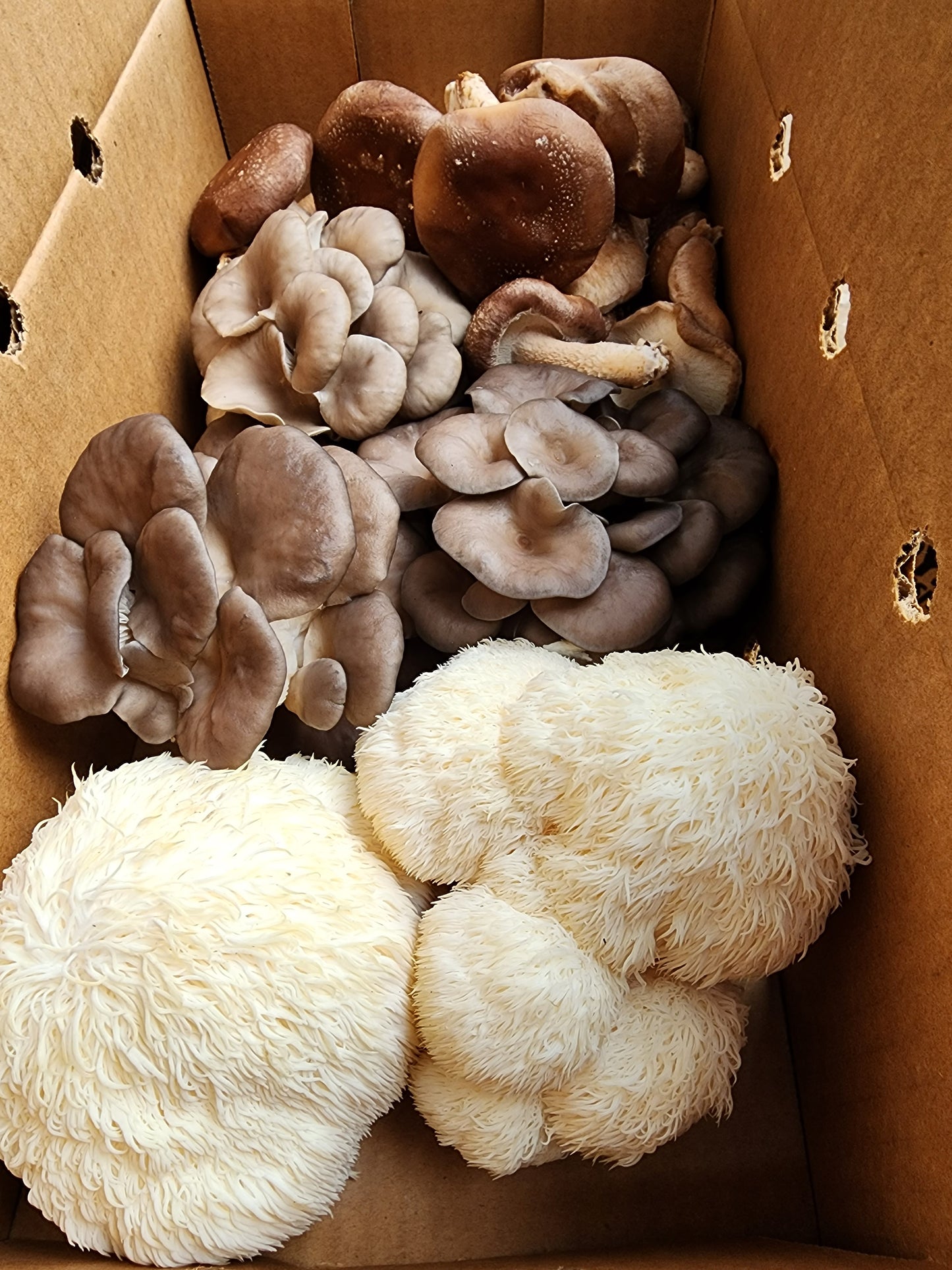3 Mushroom Combo