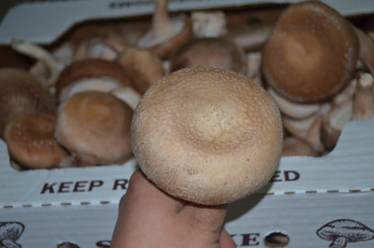 3lbs Fresh Shiitake Mushrooms