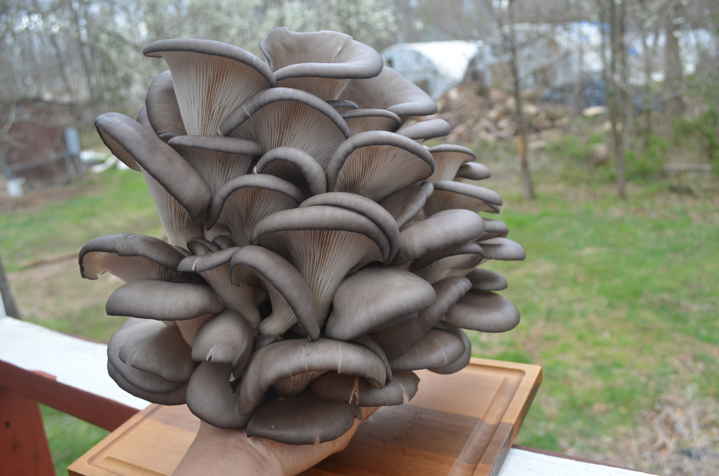 5lbs Fresh Oyster Mushrooms