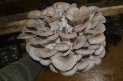 5lbs Fresh Oyster Mushrooms