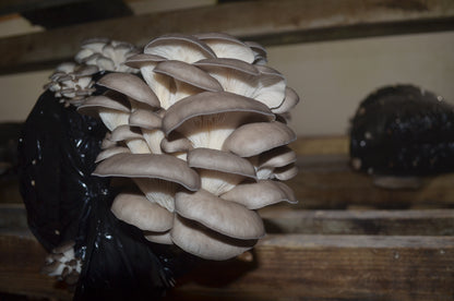 3lbs Fresh Oyster Mushroom