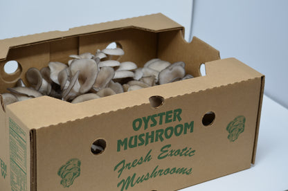 5lbs Fresh Oyster Mushrooms